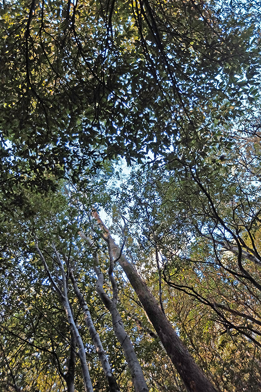 The thick canopy which makes the kaleidoscopic effect of the sunlight on the forest floor.